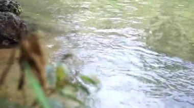 Tangkahan Endonezya ormanının güzel manzarası