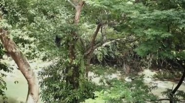 Ecotourism Tangkahan 'da Endonezya' ya özgü bir ağaç dalında oynayan maymun Gunung Leuser Ulusal Parkı, Kuzey Sumatra, Endonezya.