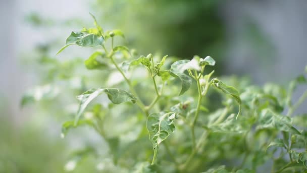 Fleurs Piment Vert Sur Arbre Dans Jardin Bio Maison Rurale — Video