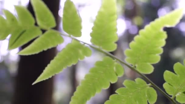 Natureza Folha Verde Jardim Verão — Vídeo de Stock
