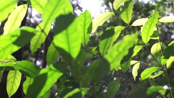 Druh Zeleného Listu Zahradě Létě — Stock video