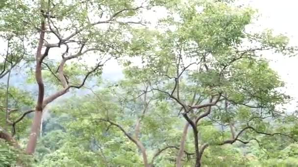 在印度尼西亚苏门答腊北部Gunung Leuser国家公园的生态旅游Tangkahan 一只原产于印度尼西亚的猴子在树枝上玩耍 — 图库视频影像