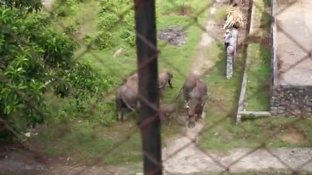 Elefante Nas Pastagens Ecoturismo Tangkahan Parque Nacional Gunung Leuser Sumatra — Vídeo de Stock