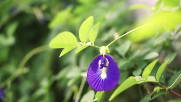 Borboleta Flor Ervilha Florescendo Jardim Casa Rural Indonésia — Vídeo de Stock