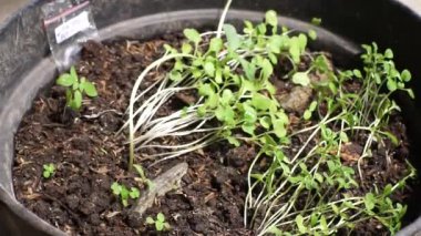 Çiftçi bok çuvalı tohumlarını çocuk odasında polyester torbalara ekiyor.