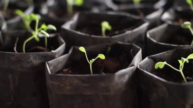 Çiftçi bok çuvalı tohumlarını çocuk odasında polyester torbalara ekiyor.