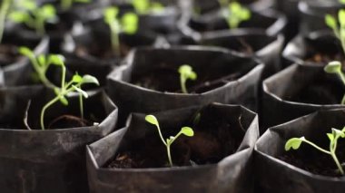 Çiftçi bok çuvalı tohumlarını çocuk odasında polyester torbalara ekiyor.