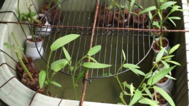 Kale bitkileri yayın balığı havuzlarının üzerinde sarmaşık yetiştirir.