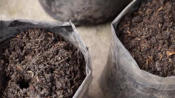 Farmář Výsadba Bok Choy Rostlinných Semen Poly Pytlů Jeslích — Stock video