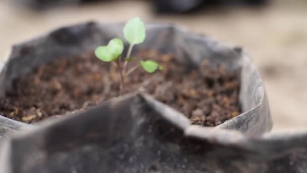 Farmář Výsadba Bok Choy Rostlinných Semen Poly Pytlů Jeslích — Stock video