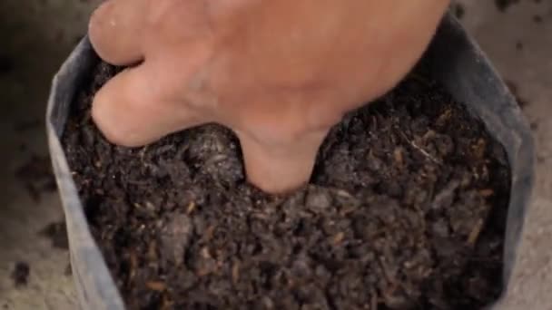 보크초 식물의 씨앗을 육아실에 자루에 — 비디오