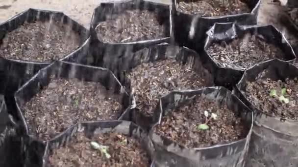 Agricultor Plantación Semillas Bok Choy Planta Bolsas Polietileno Vivero — Vídeos de Stock