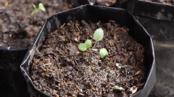 Γεωργός Που Φυτεύει Σπόρους Αγριόχορτου Πολυ Σάκους Στο Φυτώριο — Αρχείο Βίντεο
