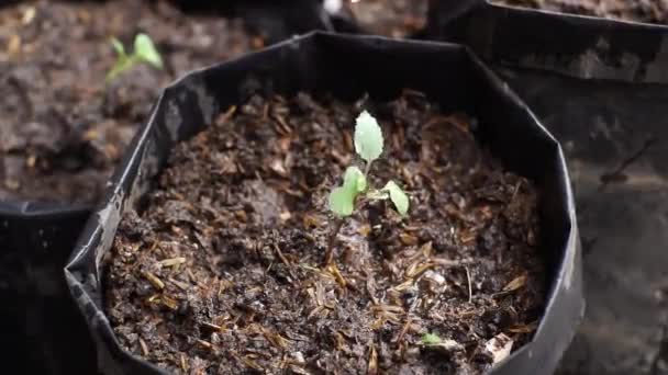 Γεωργός Που Φυτεύει Σπόρους Αγριόχορτου Πολυ Σάκους Στο Φυτώριο — Αρχείο Βίντεο