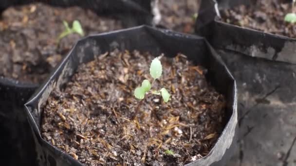 保育園のポリ袋にボクチョイの種を植える農家 — ストック動画