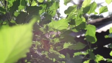 Yazın bahçedeki yeşil yaprak doğası. Doğal yeşil yapraklı bitkiler