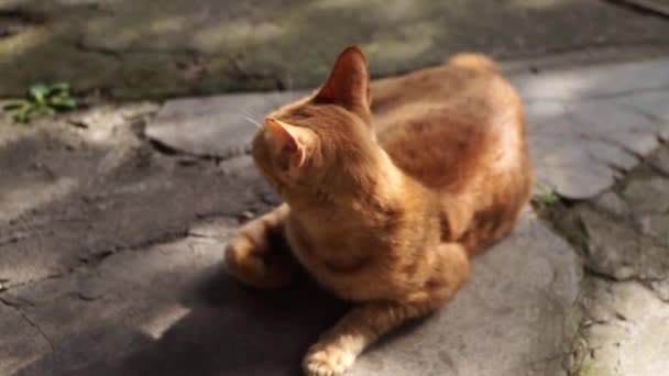 Niedliche Rote Katze Entspannen Auf Dem Boden Niedliche Rote Katze — Stockvideo
