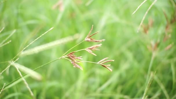 Природні Лугові Трави Повільно Оберталися Вітряним Ударом Красиве Зелене Сяюче — стокове відео