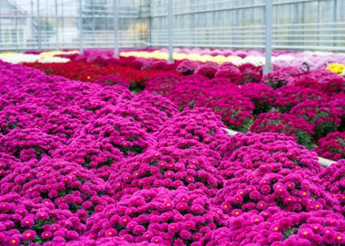 Serada çiçek açan kasımpatı olan saksılar. Satılık süs bitkileri yetiştiriyorum. Çiçek saksılarında kasımpatılar. Kapat.