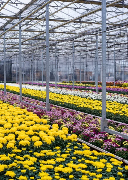 Crisântemos Uma Estufa Grande Estufa Vidro Com Flores Cultivando Flores — Fotografia de Stock