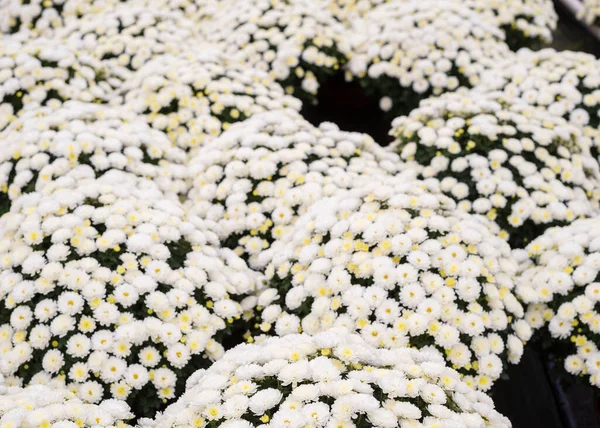 Virágzó Krizantémos Cserepek Üvegházban Eladó Dísznövények Termesztése Krizantém Virágcserepekben Közelről — Stock Fotó