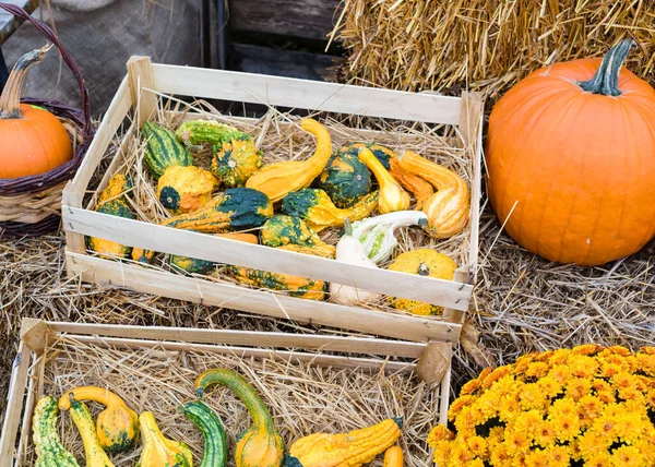 stock image Autumn composition with pumpkins, hay and yellow chrysanthemum in a pot. Autumn, Halloween and Thanksgiving concept.