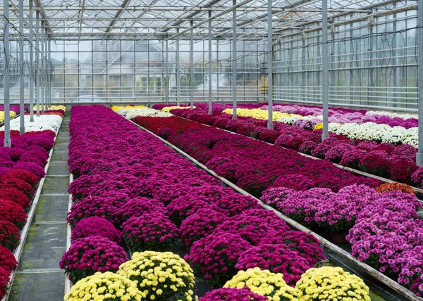 Krizantém Egy Üvegházban Nagy Üvegház Virágokkal Virágokat Termesztek Üvegházakban Egy Jogdíjmentes Stock Fotók
