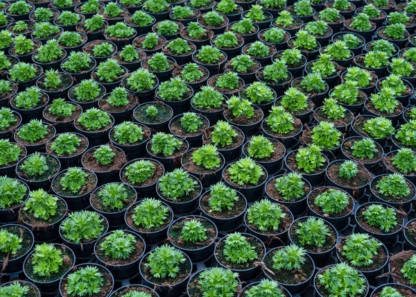 Sämlinge Töpfe Pflanzen Landwirtschaftliche Betriebe Pflanzen Zum Verkauf Nahaufnahme — Stockfoto