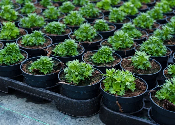 Saksılara Fidanlar Ekin Tarım Işi Satılık Bitki Yetiştiriyorum Yakın Plan — Stok fotoğraf