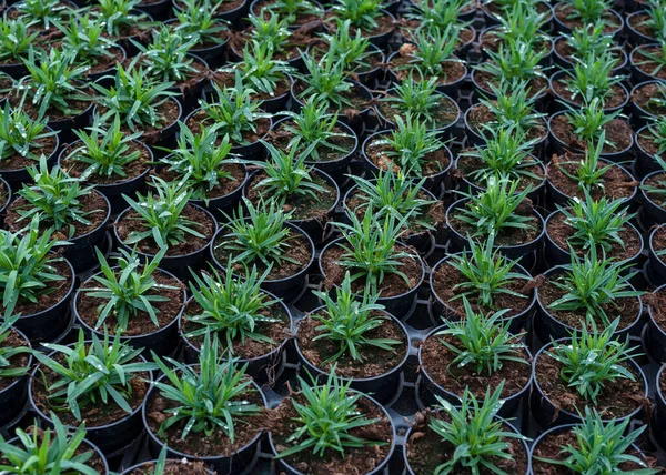 Plantez Les Semis Pots Entreprise Agricole Plantes Croissance Vendre Gros — Photo