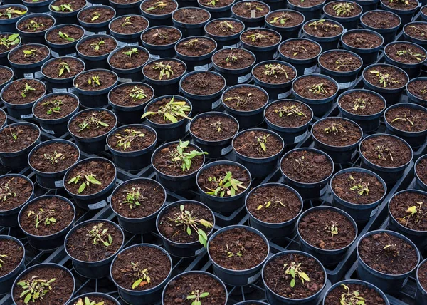 Φυτά Φυτών Γλάστρες Γεωργικές Επιχειρήσεις Καλλιεργούν Φυτά Προς Πώληση Κοντινό — Φωτογραφία Αρχείου