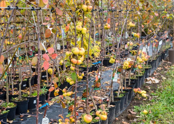 stock image Varietal apple trees for sale. The concept of industrial manufacturing grafting trees