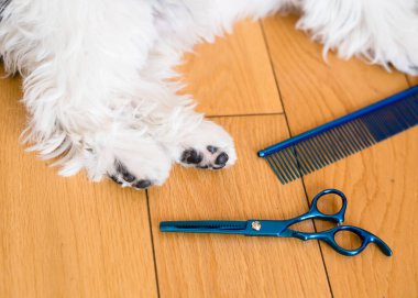 Kesilmiş köpek pençeleri. Yakın plan. Köpek makasla budanmış. Tımar konsepti. shih tzu