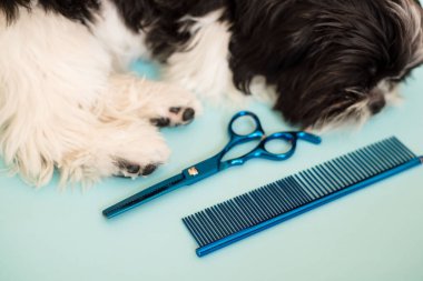 Köpek evcil hayvan bakım salonunda tımar ediliyor. Bir köpeğe yakın çekim. Köpek makasla budanmış. Mavi arka plan. Tımar konsepti. shih tzu