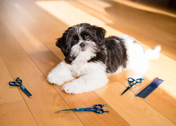 The dog is being groomed in a pet grooming salon. Close-up of a dog. Dog trimmed with scissors. groomer concept. shih tzu