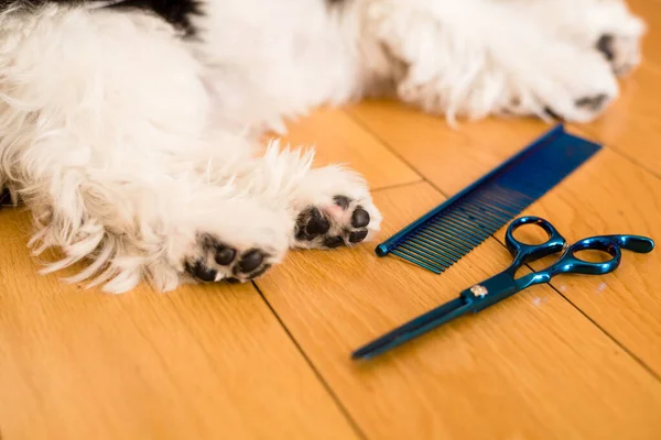 Trimmed dog paws. Close-up. Dog trimmed with scissors. groomer concept. shih tzu