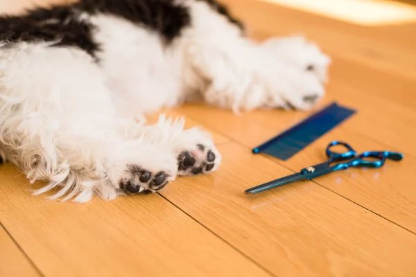 Trimmed dog paws. Close-up. Dog trimmed with scissors. groomer concept. shih tzu