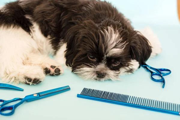 The dog is being groomed in a pet grooming salon. Close-up of a dog. Dog trimmed with scissors. Blue background. groomer concept. shih tzu