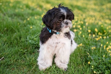 Shih Tzu köpeği bir bahar parkında yeşil çimenlerin ve sarı çiçeklerin üzerinde.
