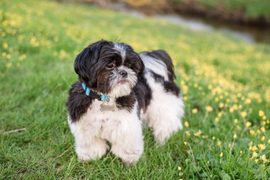 Shih Tzu köpeği bir bahar parkında yeşil çimenlerin ve sarı çiçeklerin üzerinde.