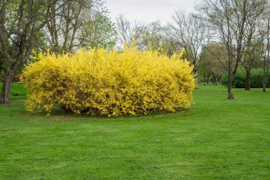 Yeşil çimenli bir bahar parkı ve Forsythia Avrupa 'nın parlak sarı çalısı. Polonya bahar parkının güzel manzarası