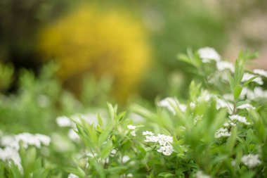 Güzel doğal yaz geçmişi. Beyaz ve sarı çiçekli çalılar, bulanık odak. Pankart