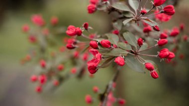 Doğal arka plan. Pembe elma ağacı baharda açar, yakın plan, makro, bulanık odak