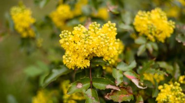 Sarı çiçekli güzel doğal bir arka plan. Makro. Pankart. Mahonia aquifolium, Oregon üzümü veya kutsal böğürtlen..