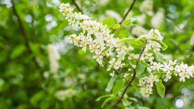 Kuş kiraz çiçekleri. Kapatın. Doğal arka plan. Bahar konsepti