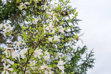 Baharda çiçek açan beyaz manolya