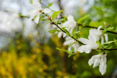 Baharda çiçek açan beyaz manolya