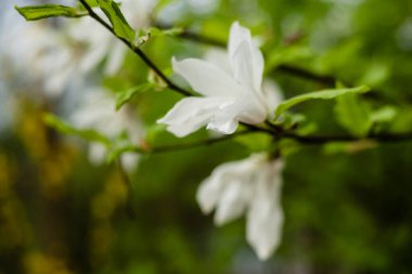 Baharda çiçek açan beyaz manolya