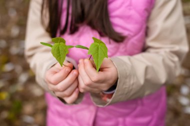 Çocuk elinde 2 akçaağaç filizini tutuyor. Fidanlar bir kızın ellerinde. Ekoloji ve çevre koruma kavramı