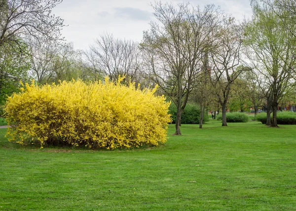 Spring park with a green lawn and a bright yellow bush of Forsythia europaea. Beautiful landscape in Polish spring park